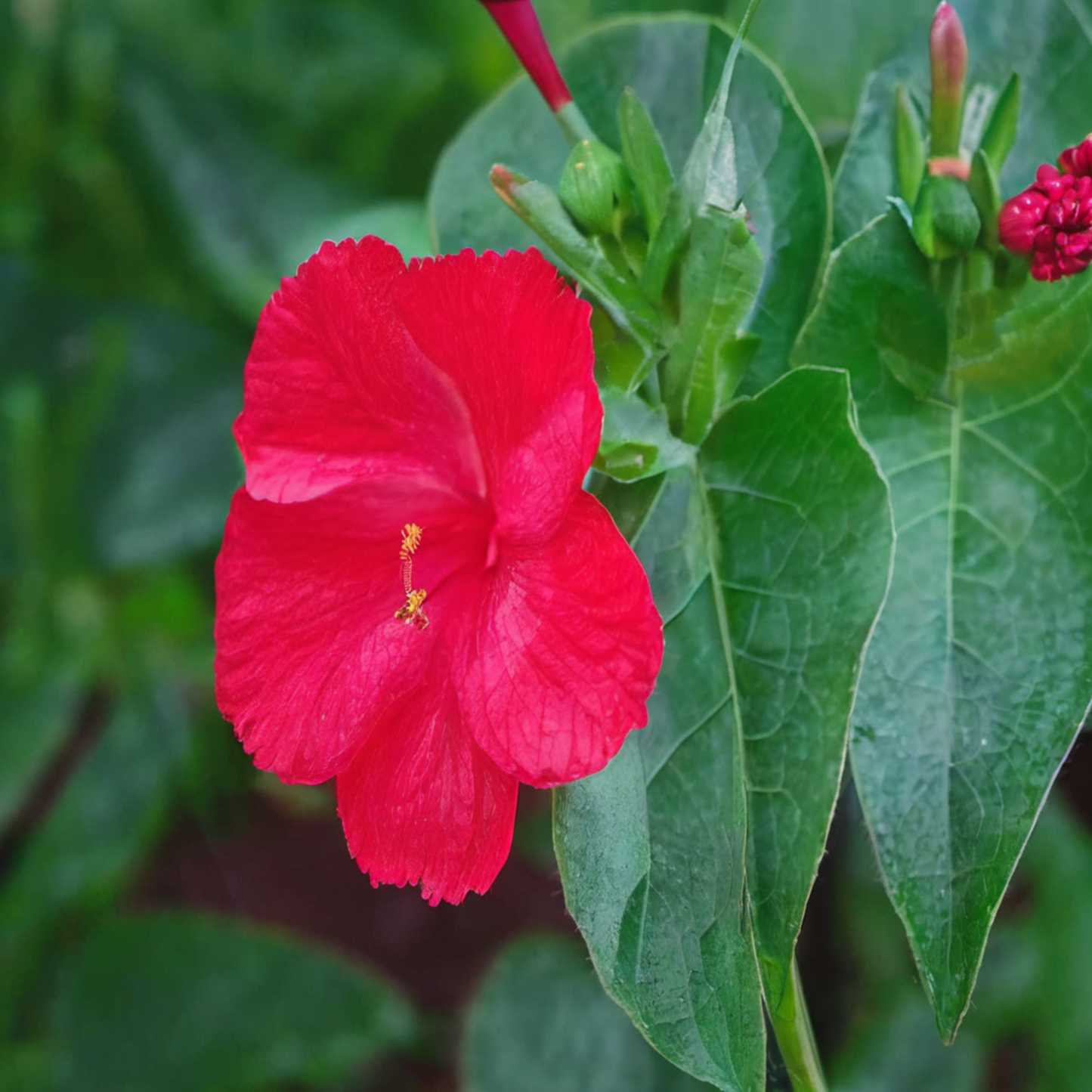 Red O'clock flower seed with its plants Graine de fleurs de l'O'horloge rouge avec ses plantes