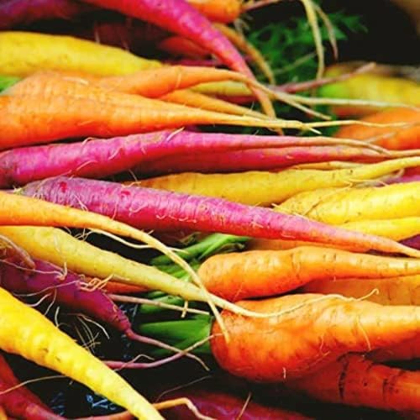 Close-up view of Rainbow Mix Carrots' diverse colors Vue rapprochée des diverses couleurs des carottes Rainbow Mix