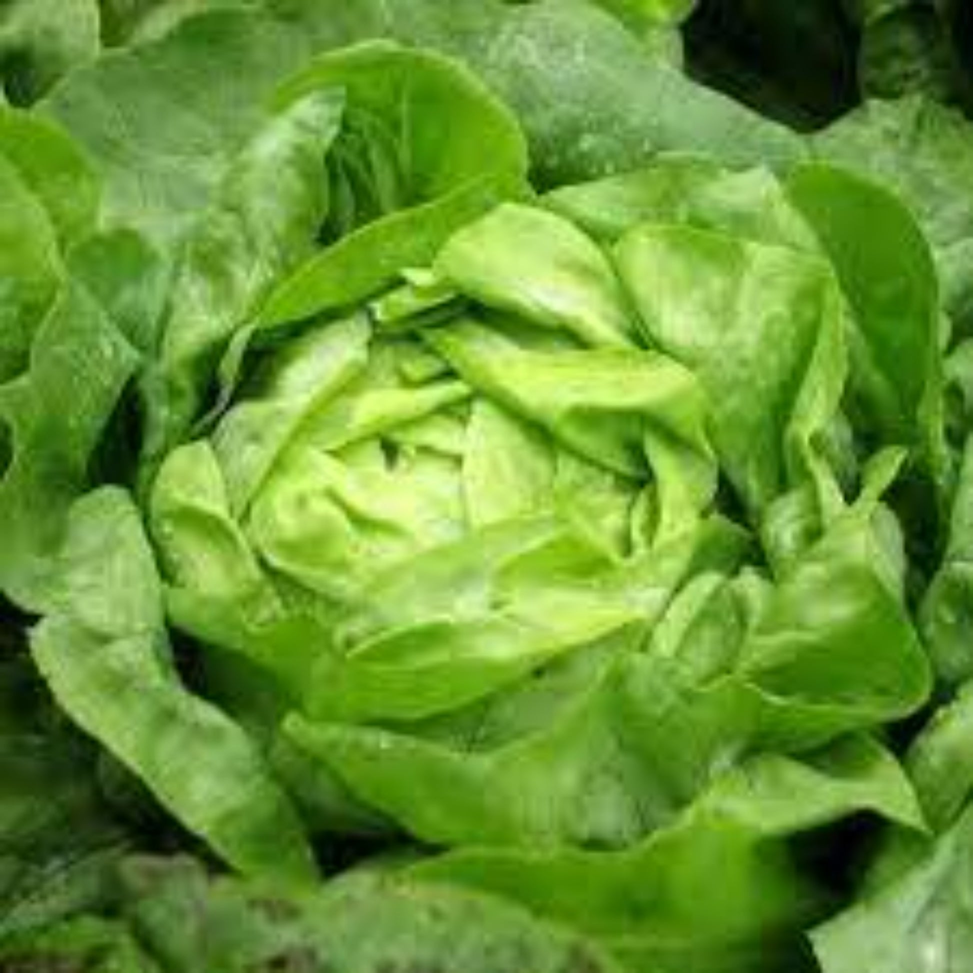 close-up view of Buttercrunch lettuce vue rapprochée de la laitue Buttercrunch