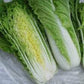 Fresh Michihili cabbage leaves Chou chinois Mibuna : semer et cultiver