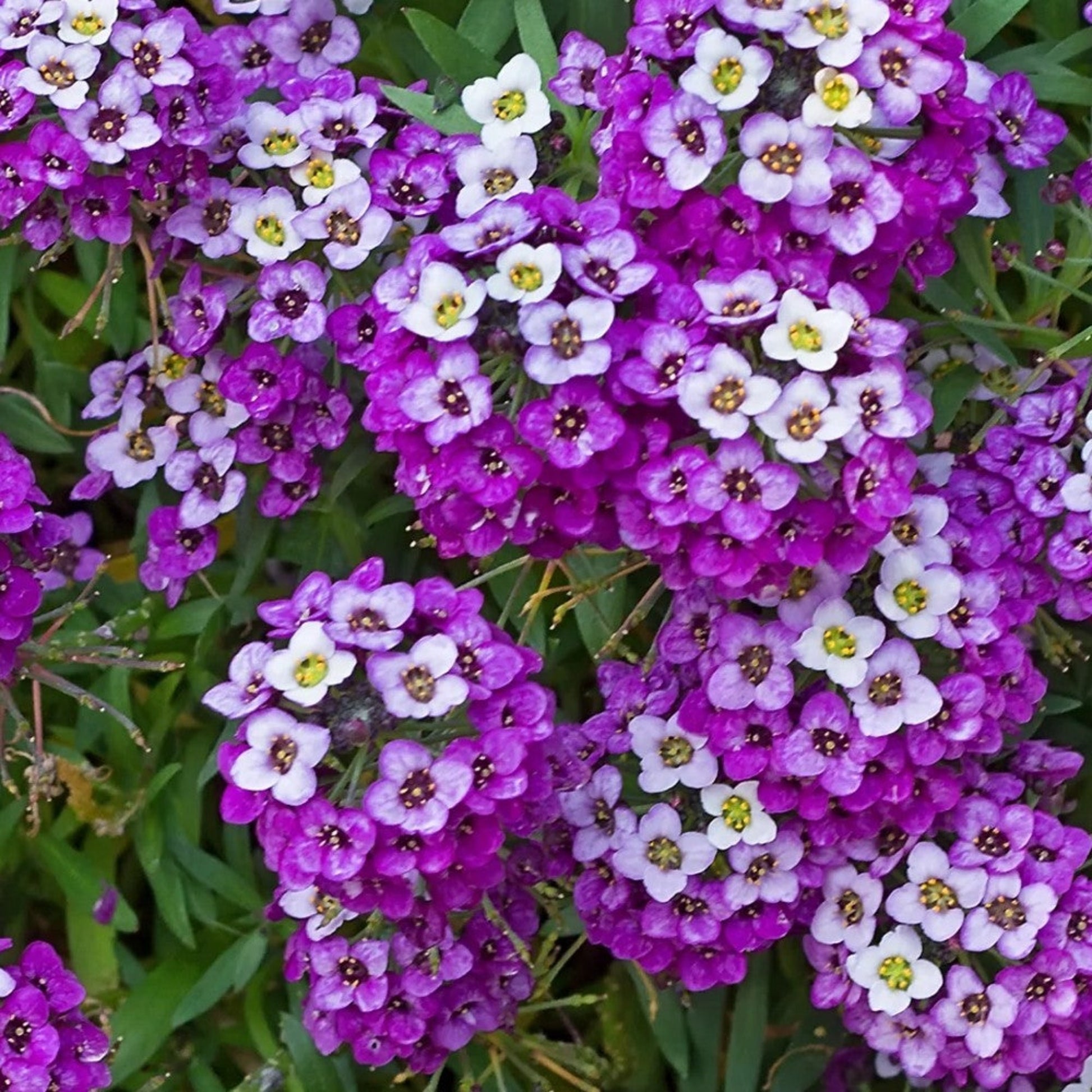 Close-up of Royal Carpet Sweet Alyssum flower Gros plan de la fleur Royal Carpet Sweet Alyssum