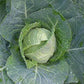 Fresh garden cabbage Chou de jardin frais