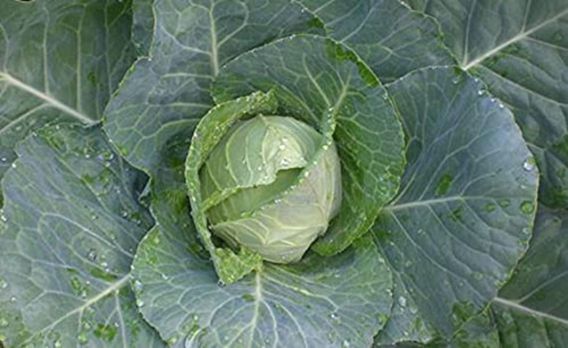 Fresh garden cabbage Chou de jardin frais