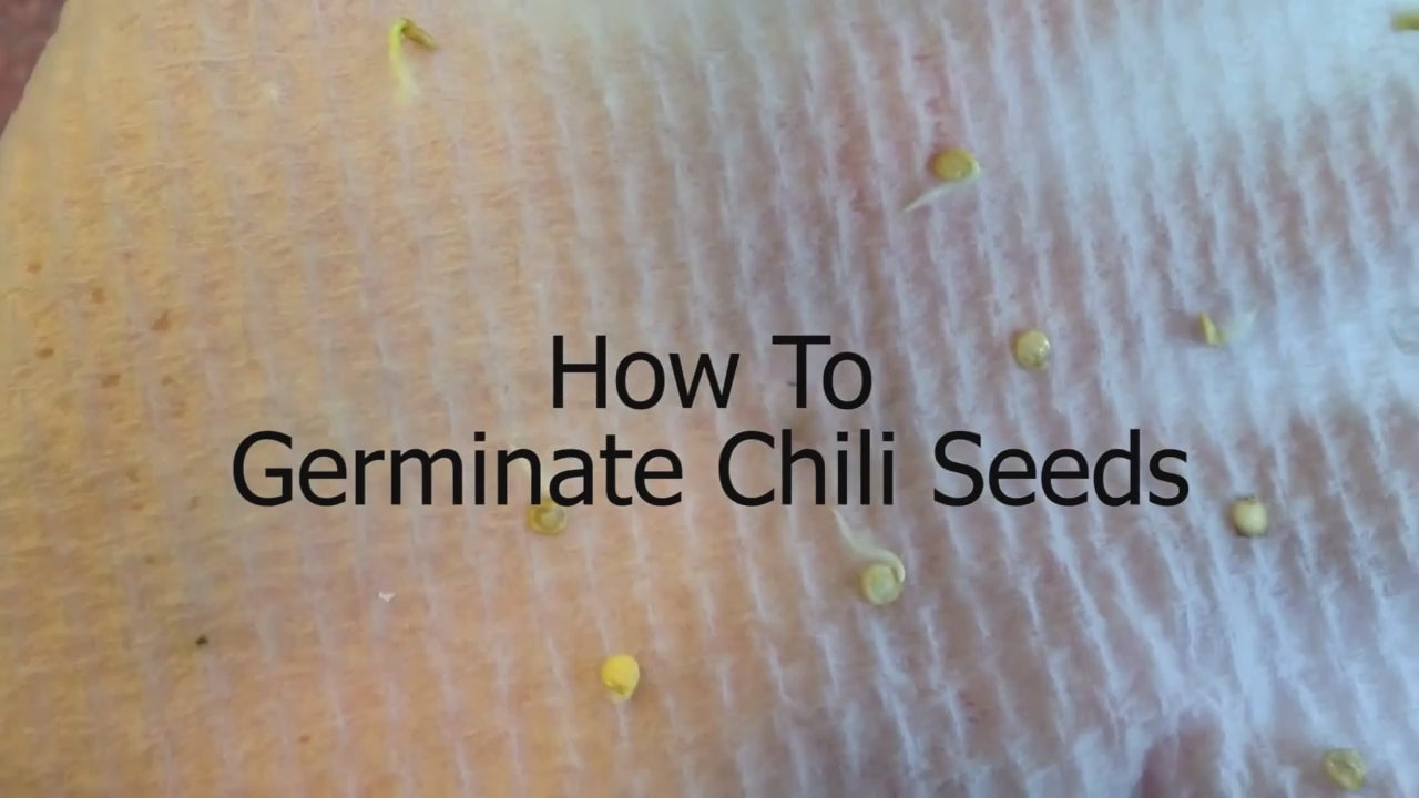 Steps on how to germinate chili seeds Étapes sur la façon de faire germer les graines de piment