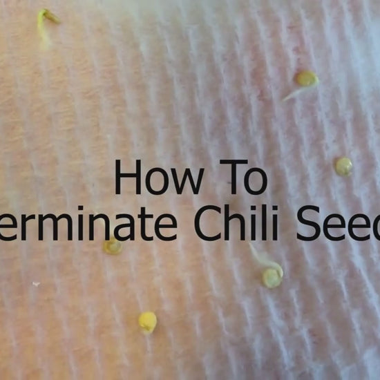 Guide on how to germinate chili seed Guide sur la façon de faire germer les graines de piment