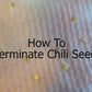 Guide on how to germinate chili seed Guide sur la façon de faire germer les graines de piment