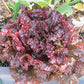 Red Sails Lettuce under the sun La laitue rouge est sous le soleil