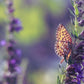Hyssop seeds aromatic herb Herbe aromatique de graines d'hysope