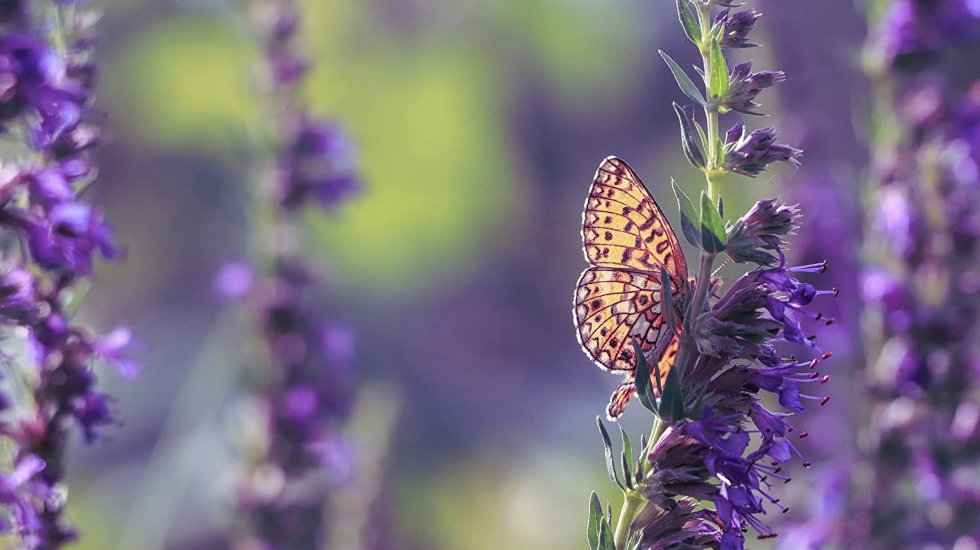 Hyssop seeds aromatic herb Herbe aromatique de graines d'hysope