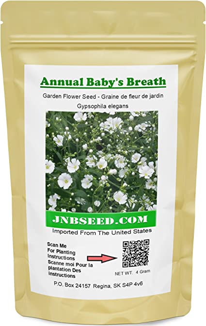 Annual Baby's Breath Flower Seeds