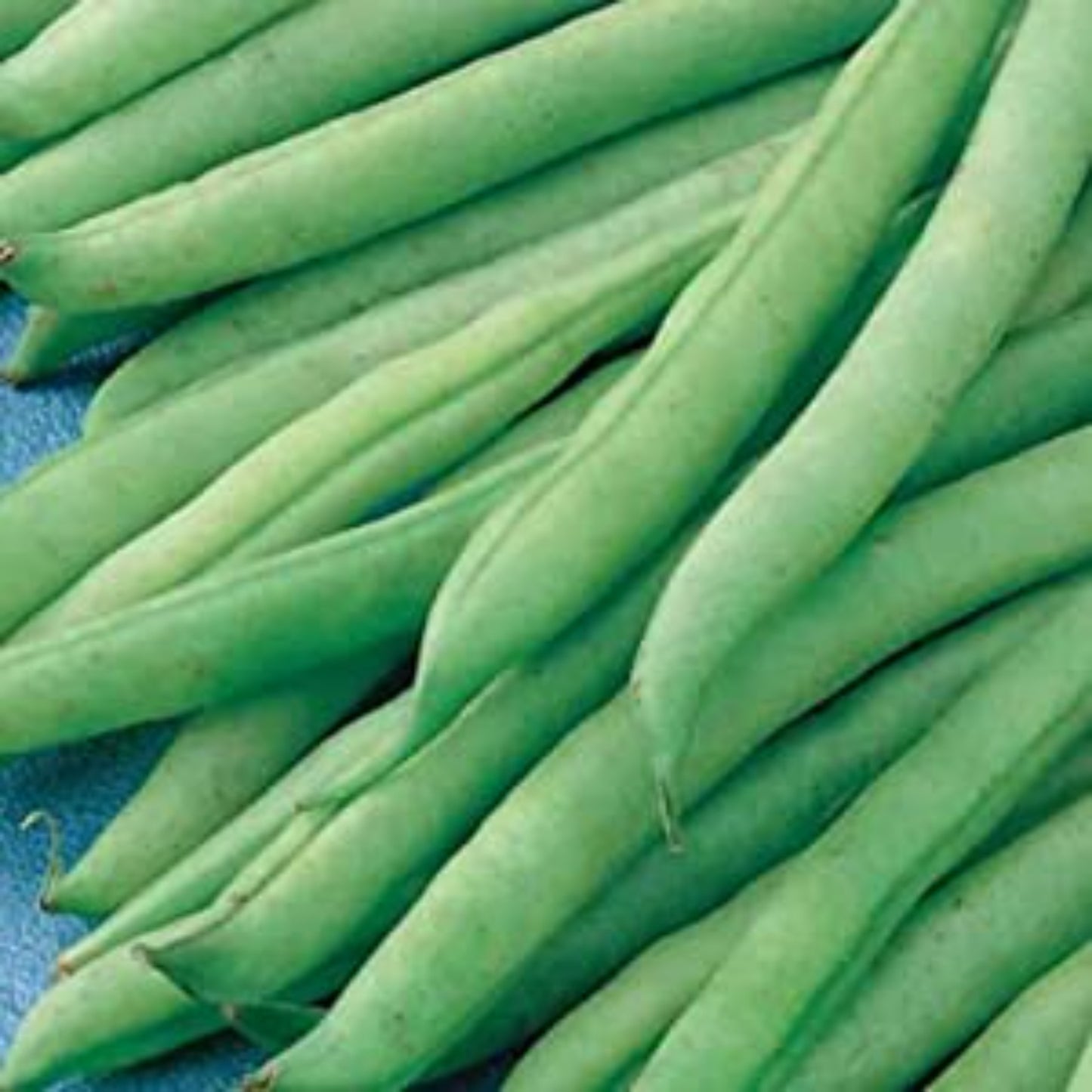 Fresh Greencrop bush beans  Haricots nains Greencrop frais