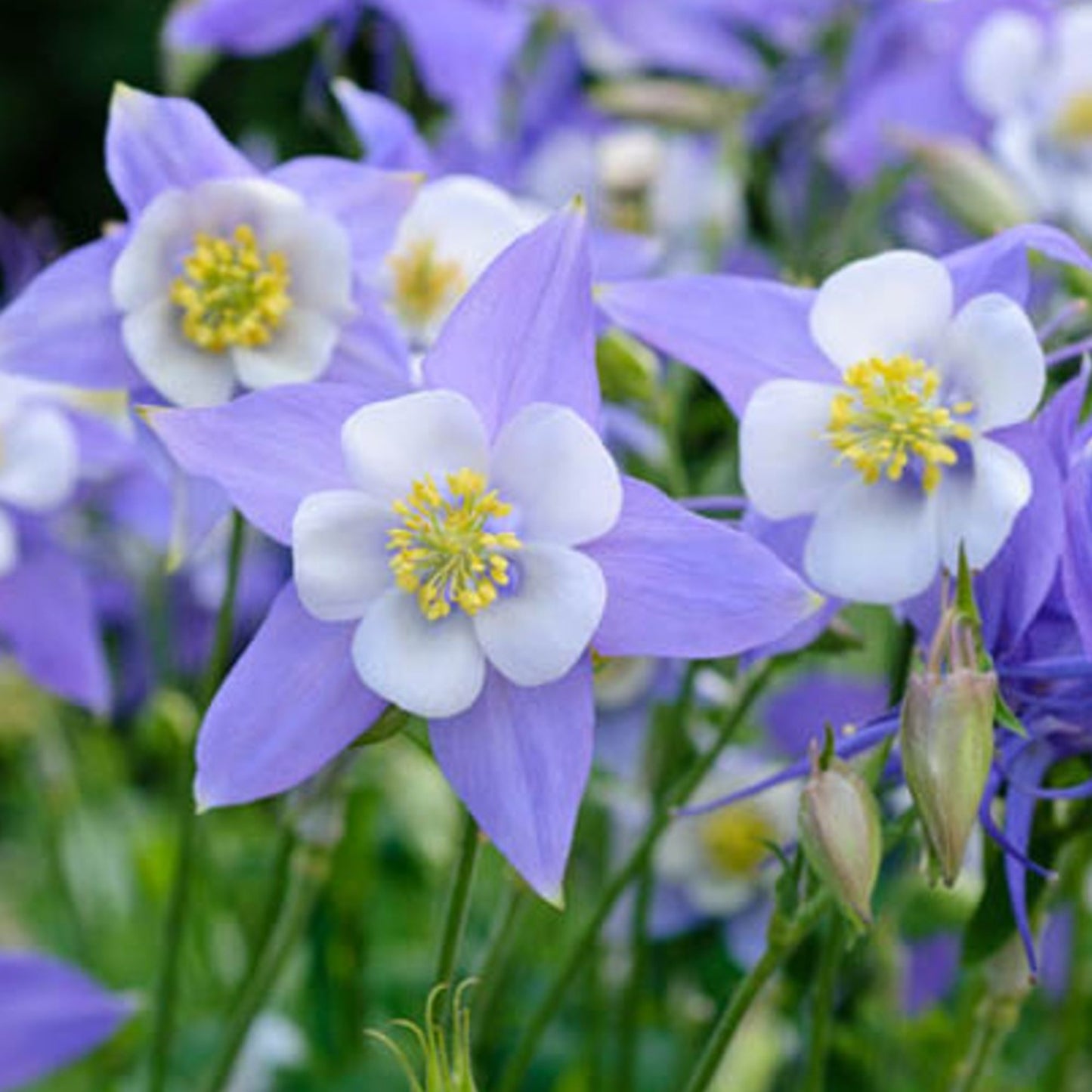 Close-up view of delicate Rocky Mountain Columbine blooms Vue rapprochée des délicates fleurs d'ancolie des montagnes Rocheuses