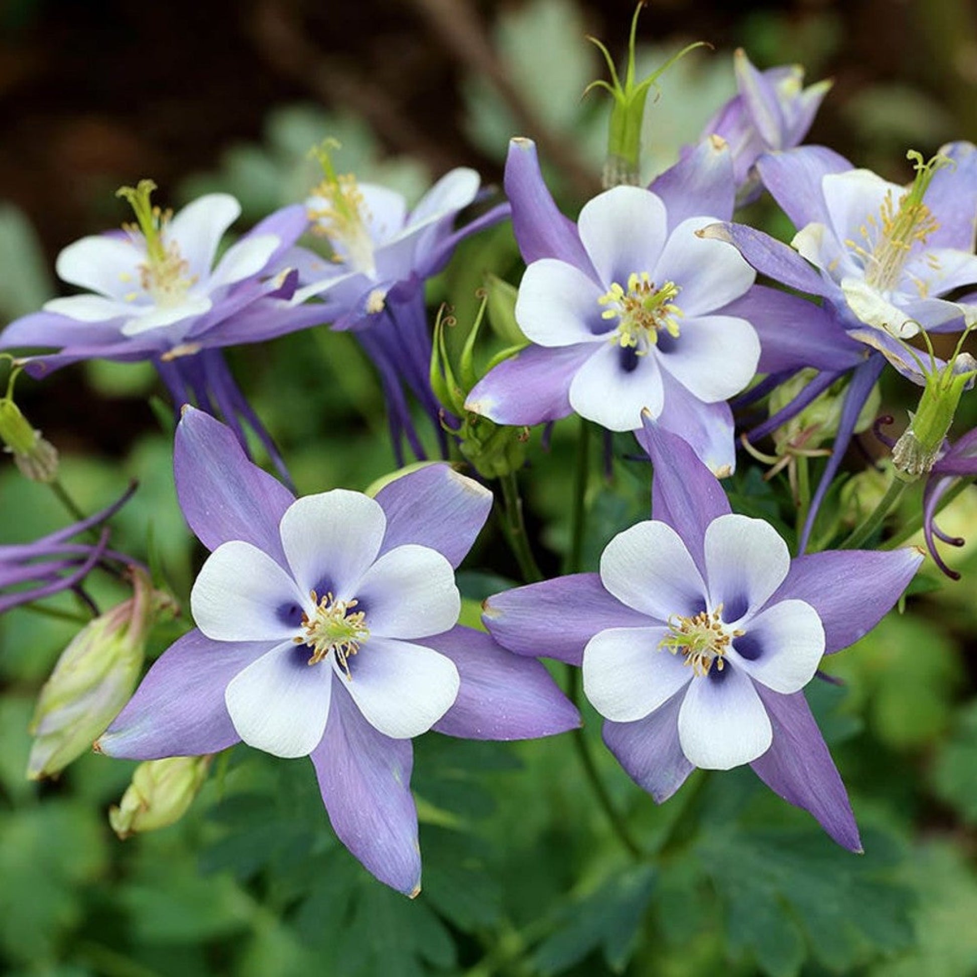 Close-up of Beautiful Blue Rocky Mountain Columbine Wildflowers in bloom Gros plan de magnifiques fleurs sauvages d'ancolie des montagnes Rocheuses bleues en fleur