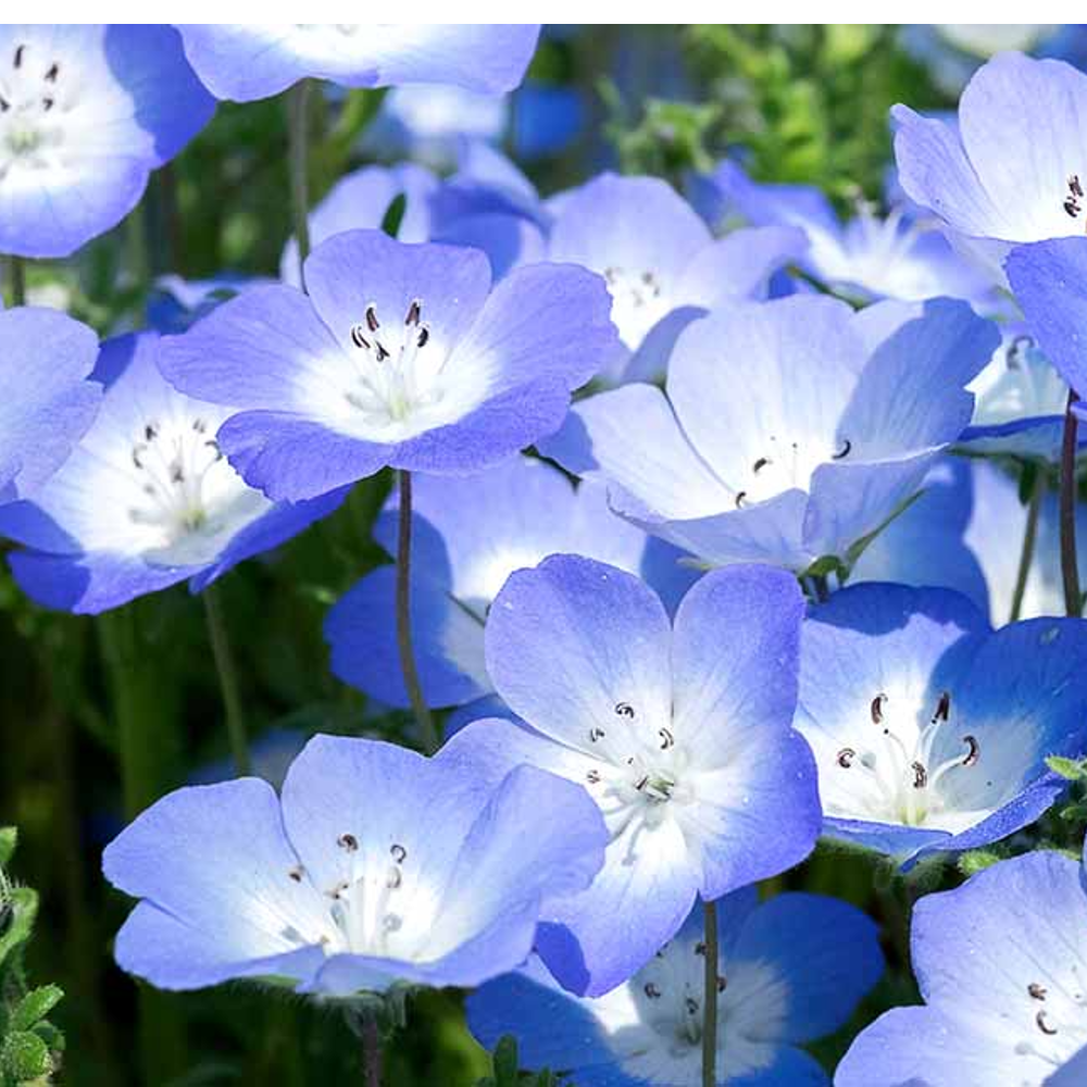 Close-up of Baby Blue Eyes Wildflower bloom in Canada Gros plan sur la floraison des fleurs sauvages Baby Blue Eyes au Canada