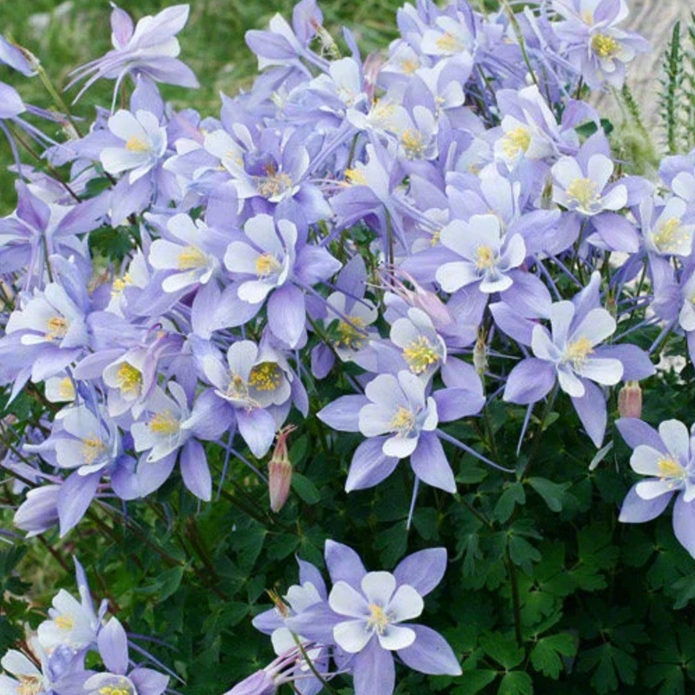 Blue Rocky Mountain Columbine Flower Seeds