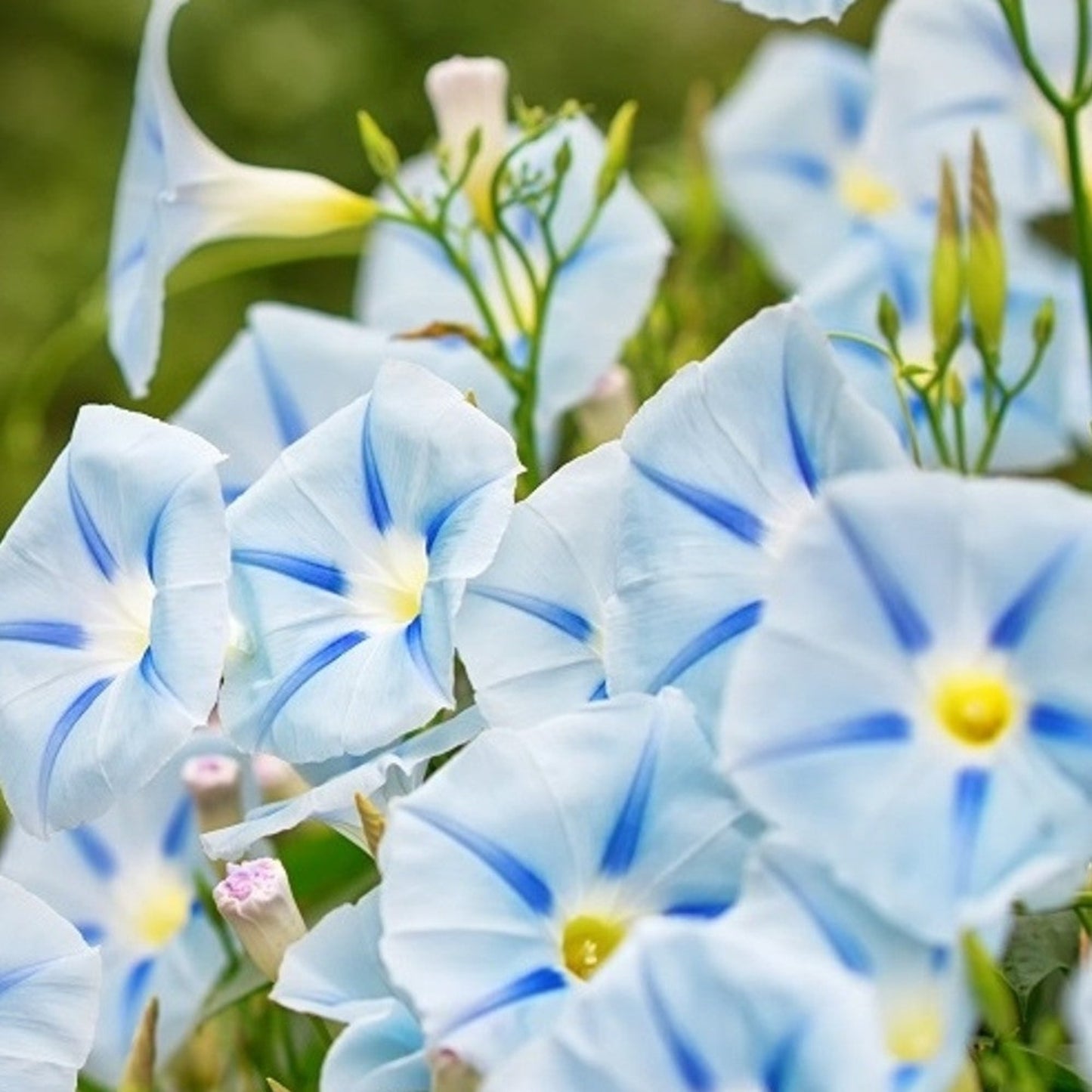 Vibrant Blue Star Morning Glory Garden Flower Fleur de jardin de gloire du matin à étoile bleue vibrante