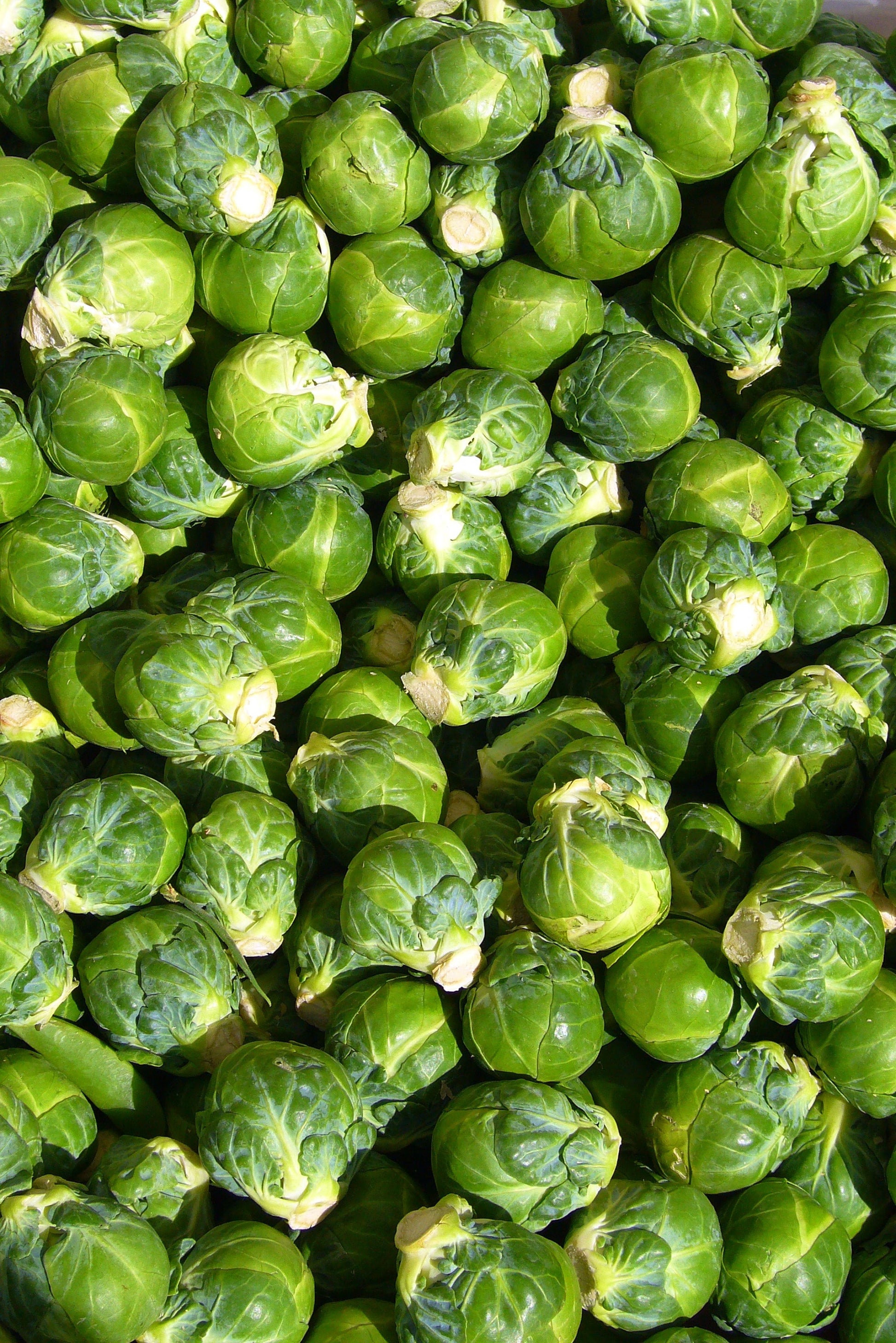 Bunch of harvested fresh Brussels Sprout Long Island Bouquet de choux de Bruxelles frais récoltés Long Island