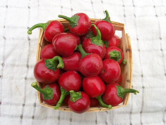 Bunch of red cherry hot pepper in a basket Bouquette de poivre rouge de cerise dans un panier