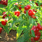 Bunch of red cherry hot pepper plants with its fruits Bunch de plantes de poivron de cerise rouge avec ses fruits