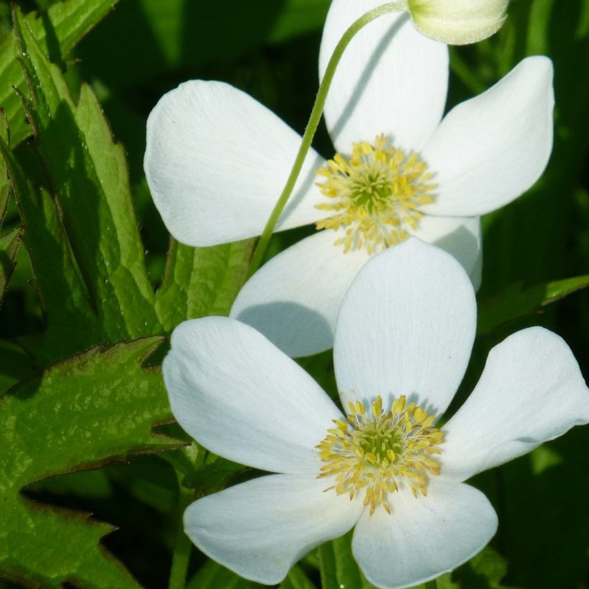 Close-up of intricate Canada Anemone petals Close-up de pétales complexes d'anémone du Canada