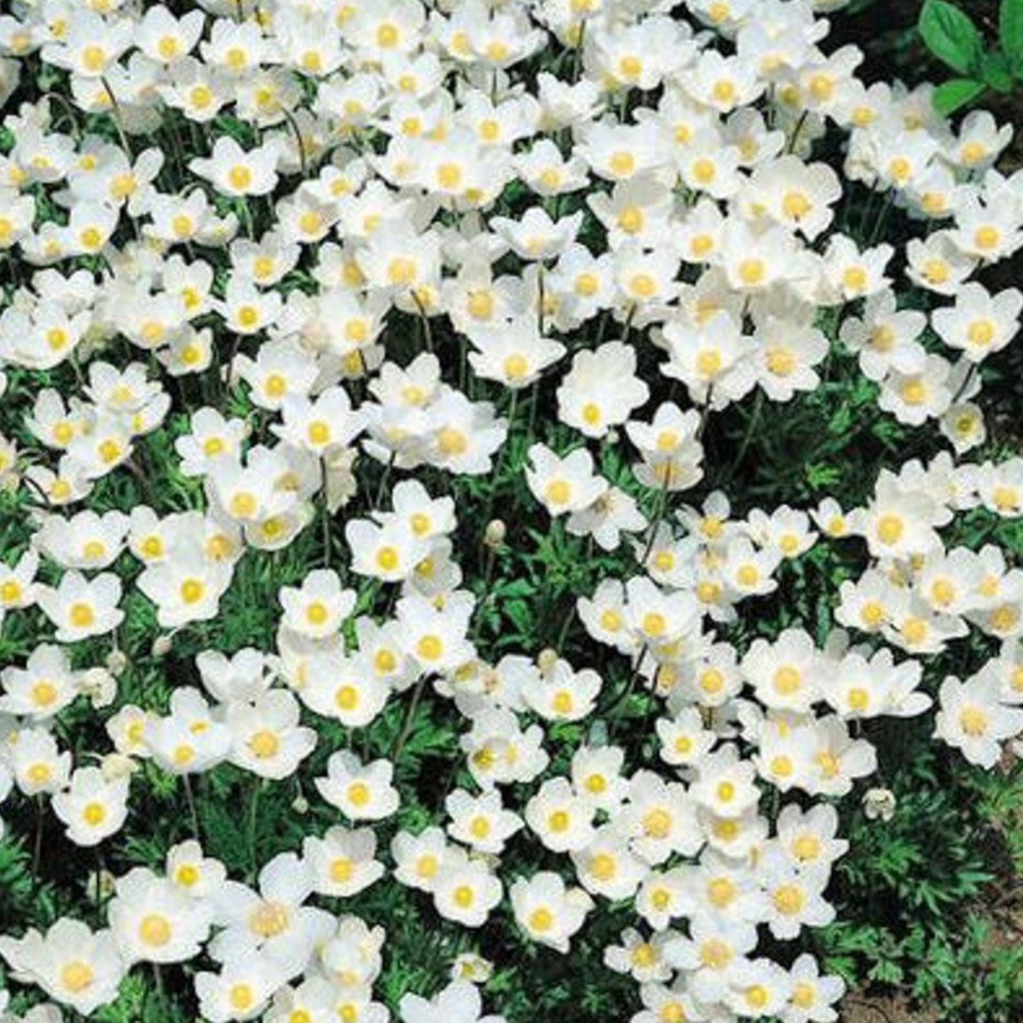 Canada Anemone Wildflowers: a charming sight in Canadian landscapes Fleurs sauvages d'anémones du Canada : un spectacle charmant dans les paysages canadiens