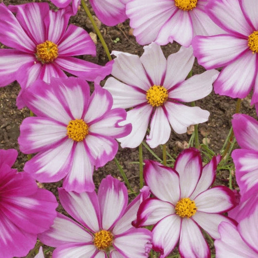 Bulk of Candystripe Cosmos Flowers Vrac de fleurs Cosmos Candystripe