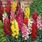 Different Colors of Northern Lights Snapdragon Différentes couleurs de Northern Lights Snapdragon