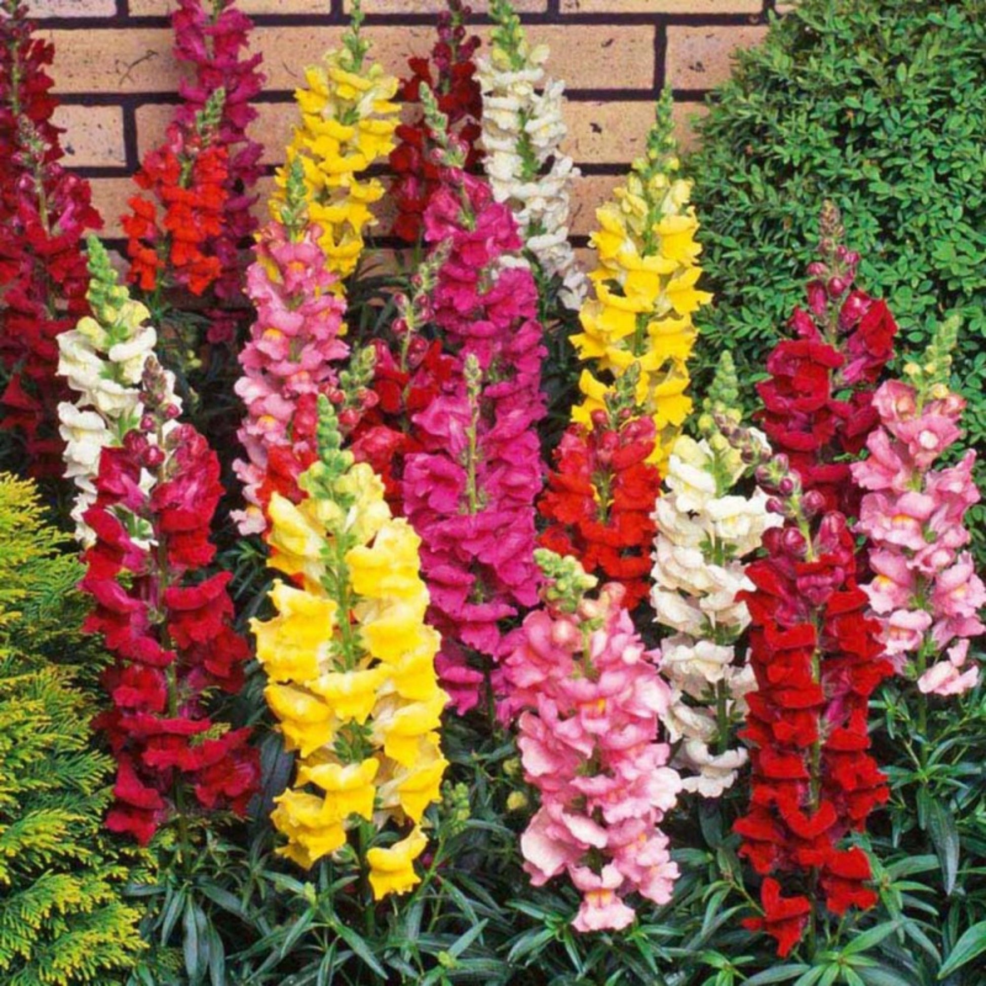 Different Colors of Northern Lights Snapdragon Différentes couleurs de Northern Lights Snapdragon