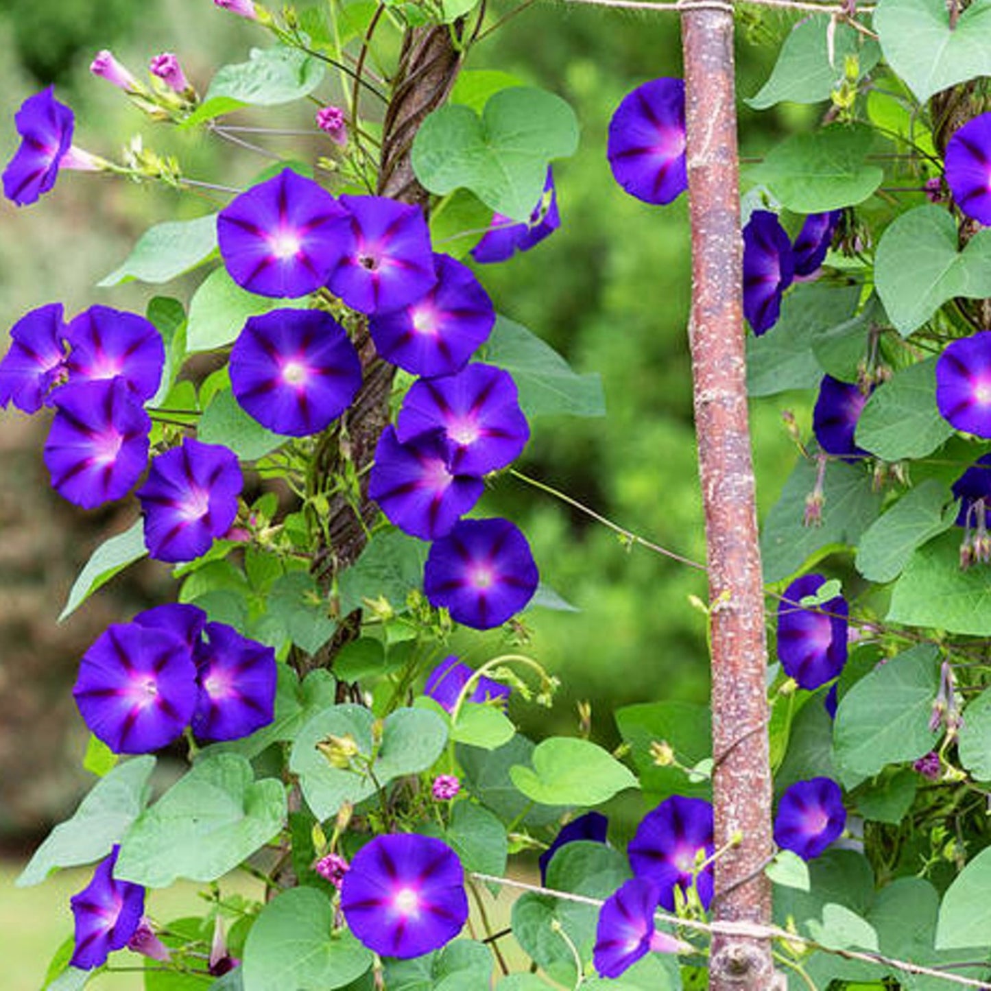 Sow Grandpa Ott Morning Glory Seeds for Flowers Semer des graines de grand-père Ott Morning Glory pour fleurs