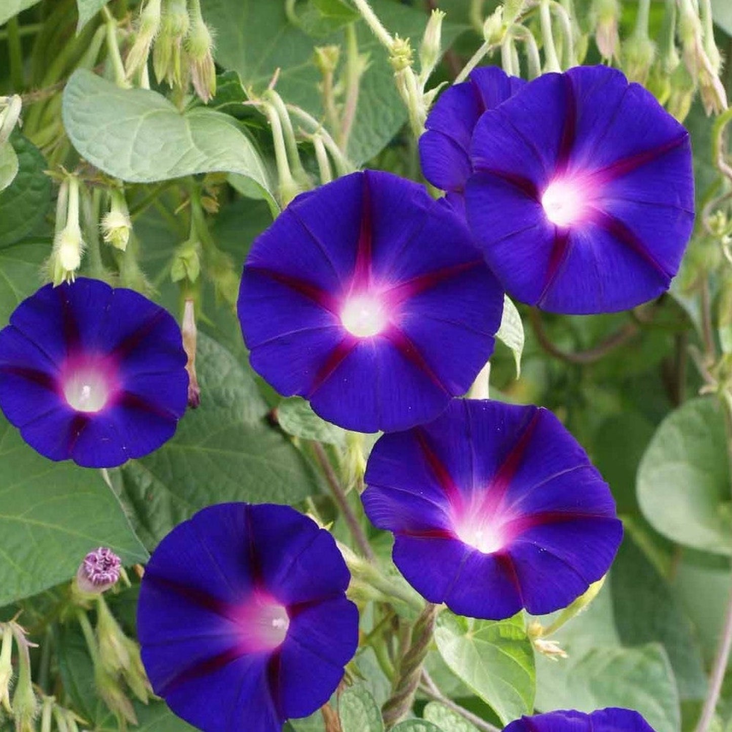 Grow Your Garden with Grandpa Ott Morning Glory Seeds Cultivez votre jardin avec les graines Grandpa Ott Morning Glory