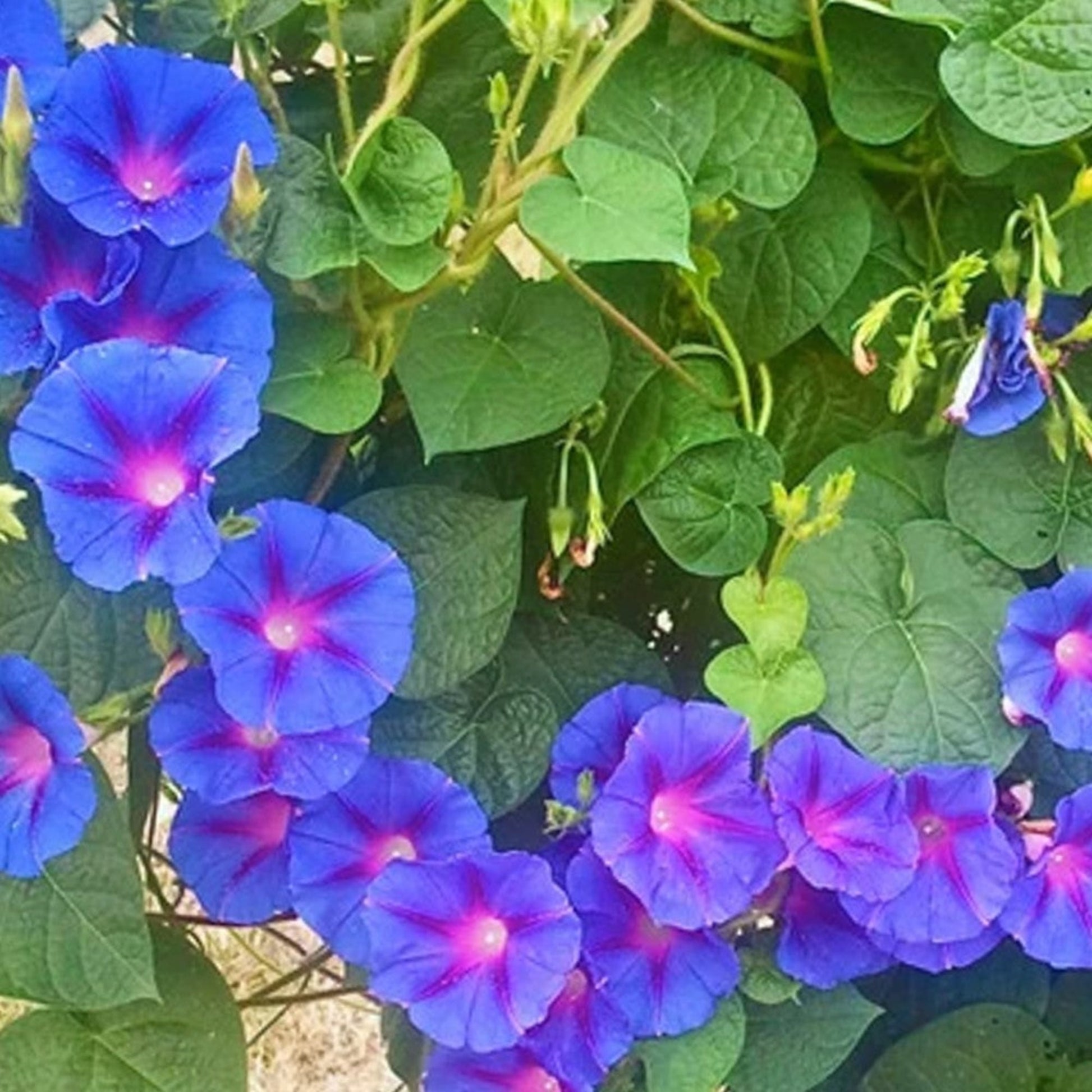 Grandpa Ott Morning Glory Seeds for Beauty Blooms Grandpa Ott Morning Glory Graines pour des fleurs de beauté