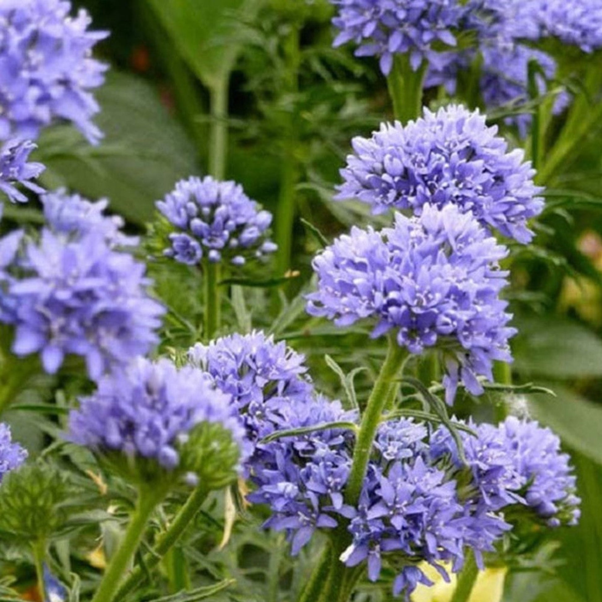 Globe Gilia Seeds - Add Color to Your Garden Graines Globe Gilia - Ajoutez de la couleur à votre jardin