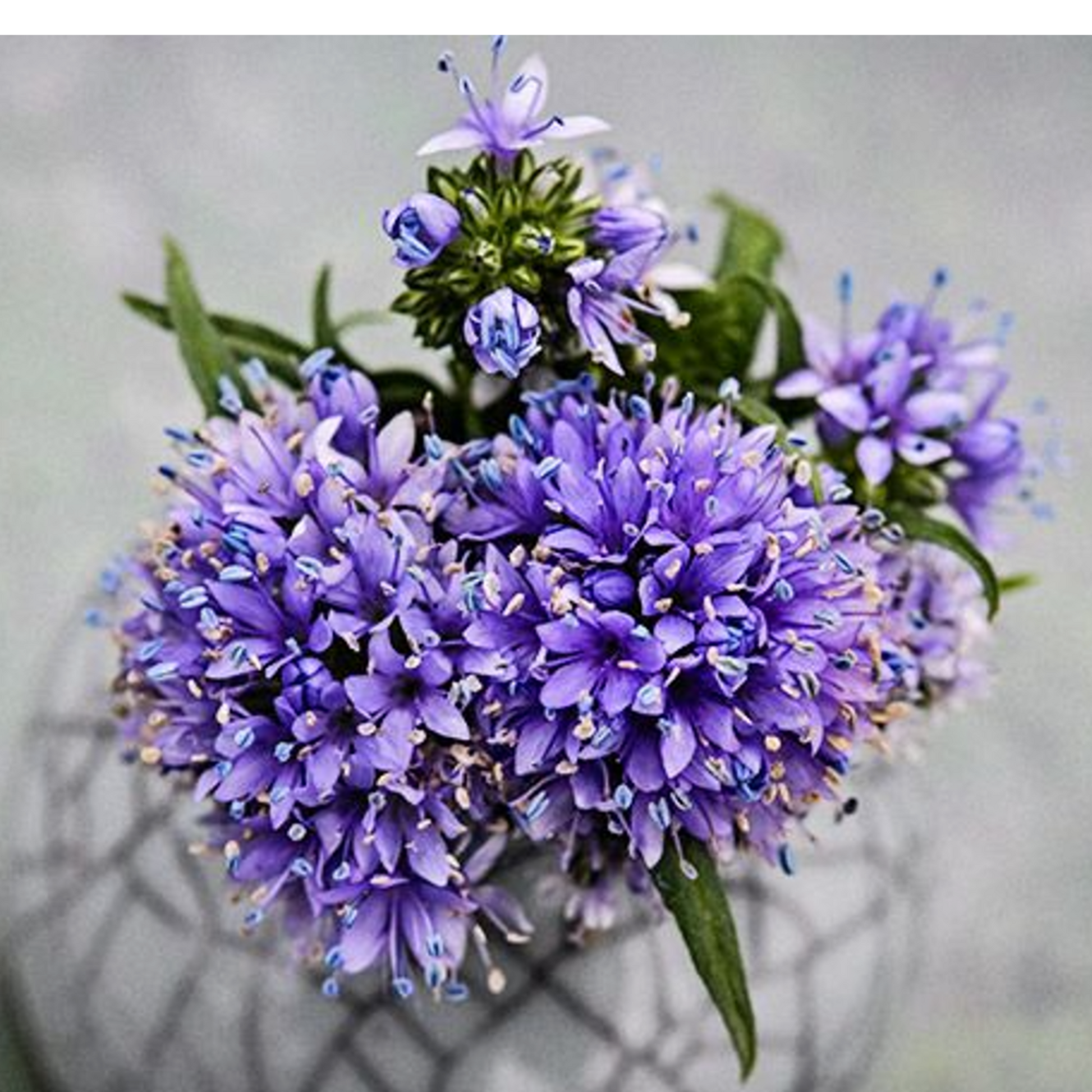 Packet of Globe Gilia Flower Seeds - Ready to Plant Paquet de graines de fleurs Globe Gilia - Prêtes à planter 