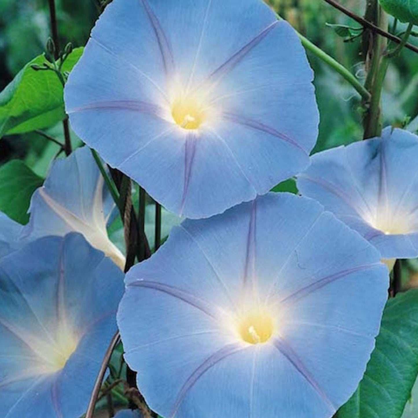 Heavenly Blue Morning Glory Seeds - Garden Planting Graines Heavenly Blue Morning Glory - Plantation de jardin