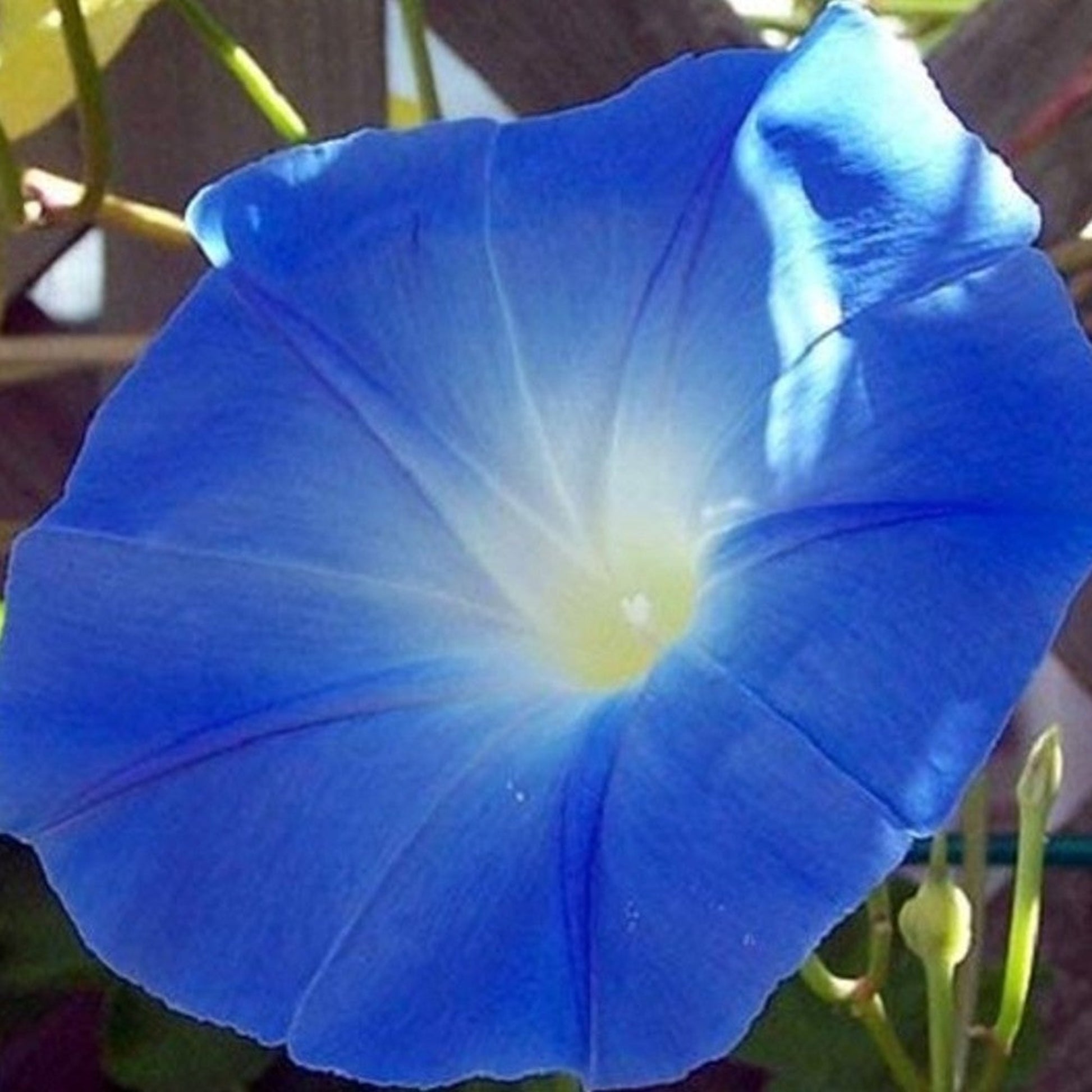 Heavenly Blue Morning Glory Seeds for Gardening Graines Heavenly Blue Morning Glory pour le jardinage