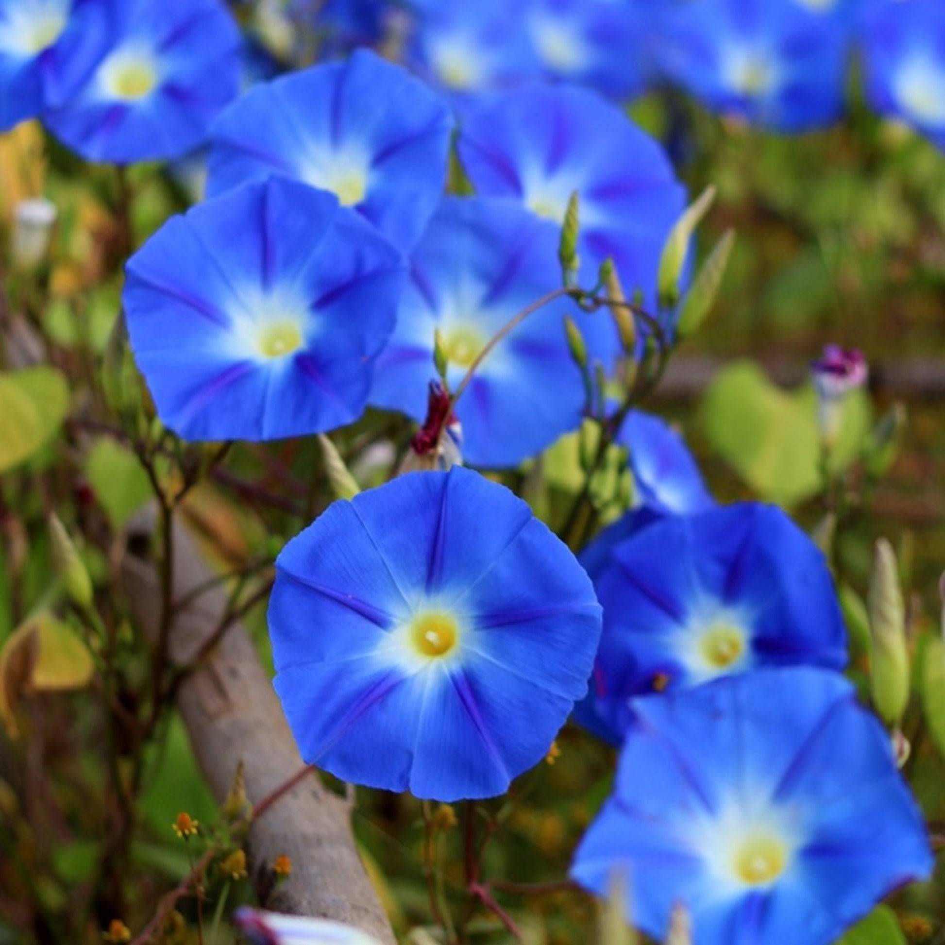 Heavenly Blue Morning Glory Seeds - Gardening Essentials Graines Heavenly Blue Morning Glory - Les essentiels du jardinage