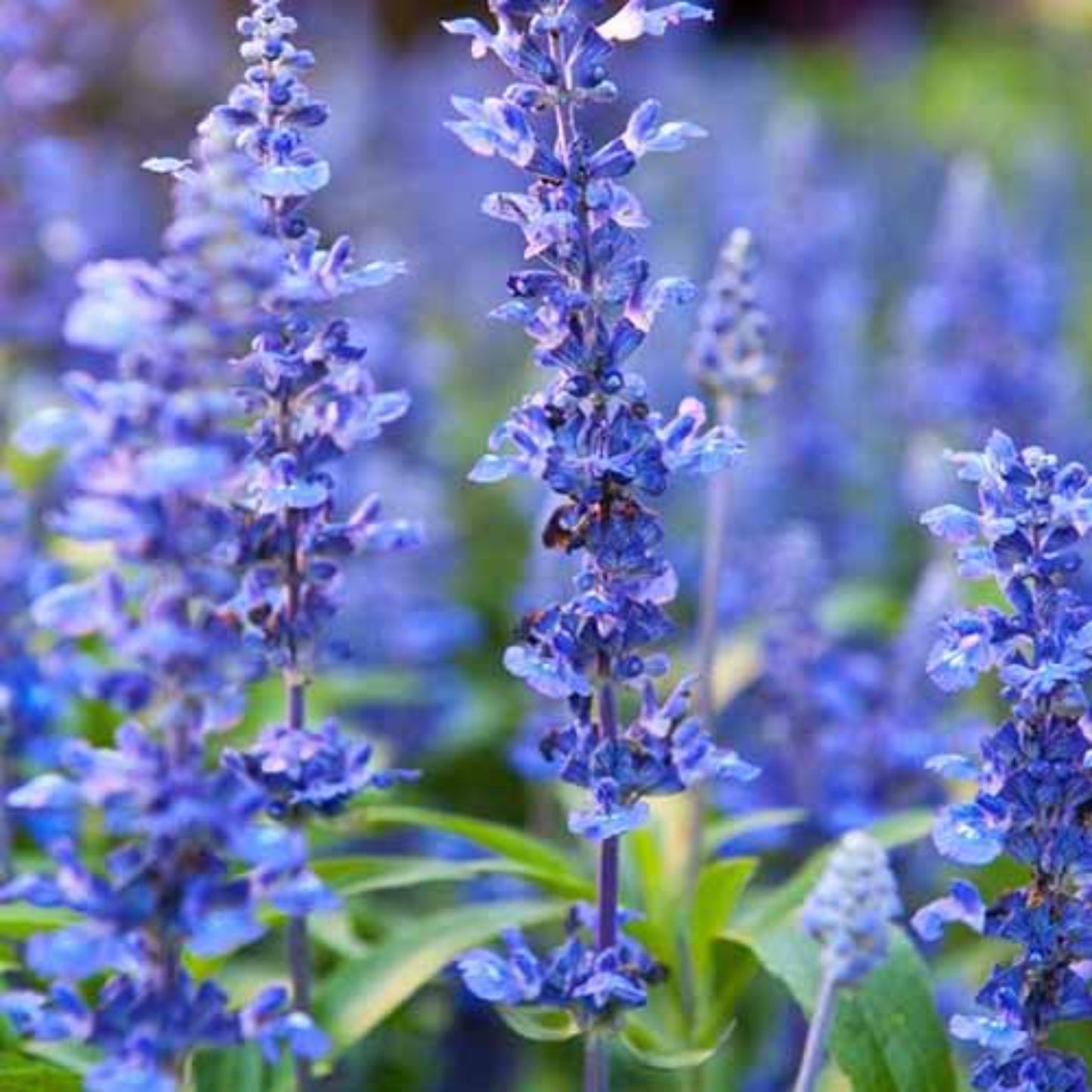 Hyssop seeds grow your hyssop plant Les graines d'hysope font pousser votre plante d'hysope.