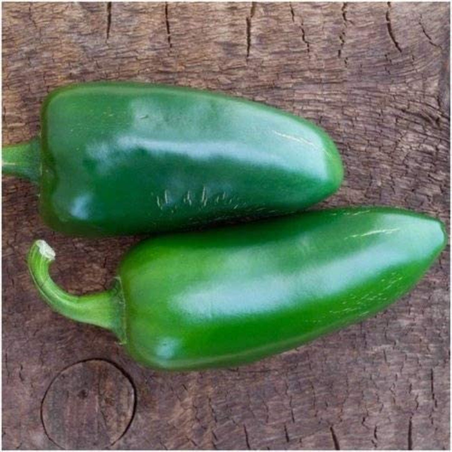 Fresh Jalapeno M hot pepper seeds Graines fraîches de piment Jalapeno M