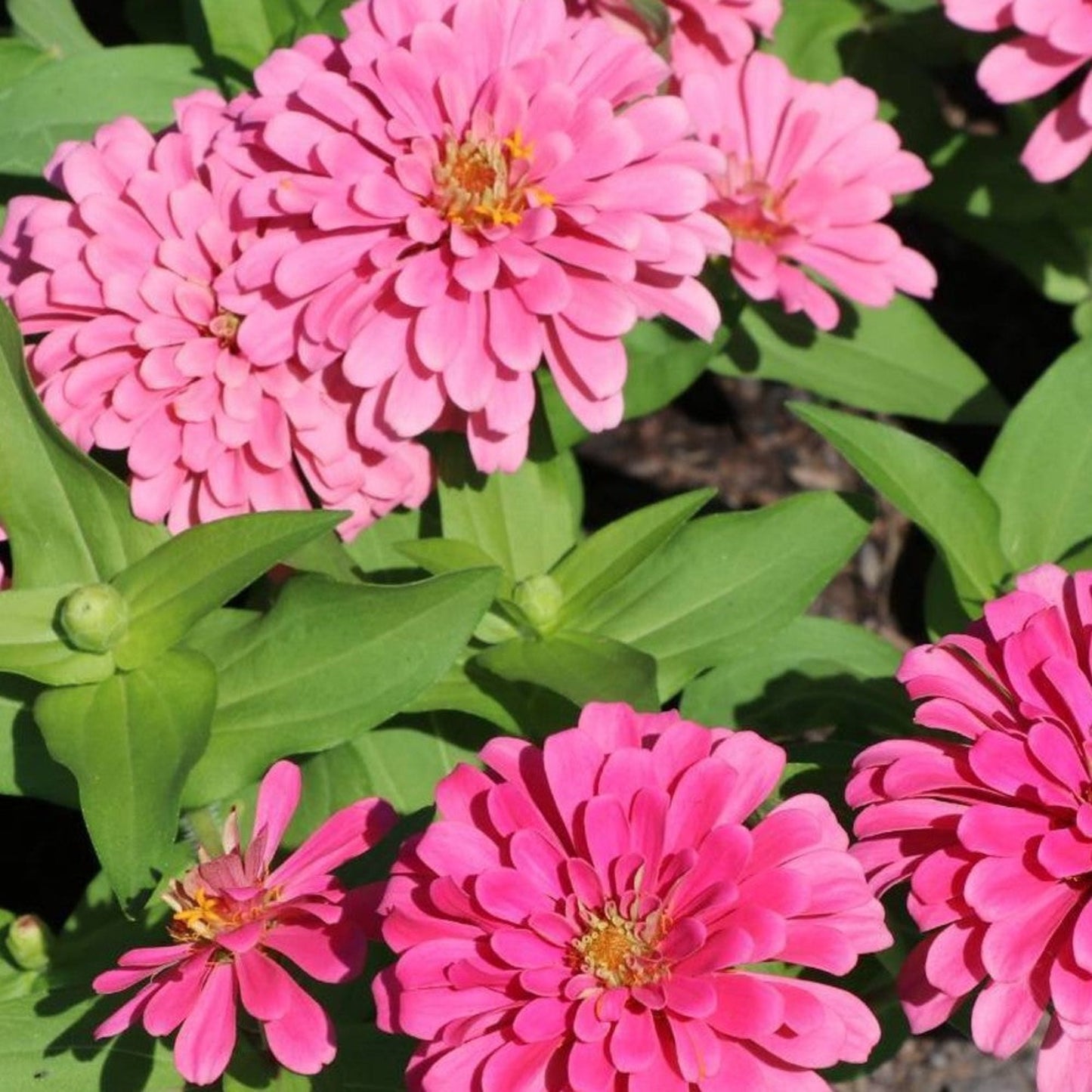 Lovely Luminosa Zinnia flowers in bloom Belles fleurs de Luminosa Zinnia en fleur