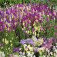 Mostly Purple Color Northern Lights Snapdragon Surtout violet couleur nordique lumière snapdragon