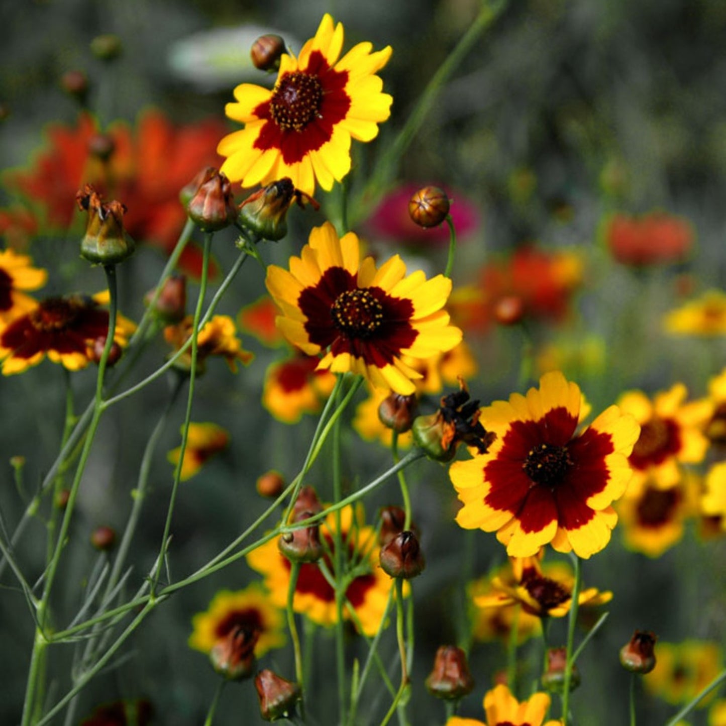 Plains Coreopsis flowers swaying in the breeze Les fleurs de coréopsis des plaines se balançant dans la brise