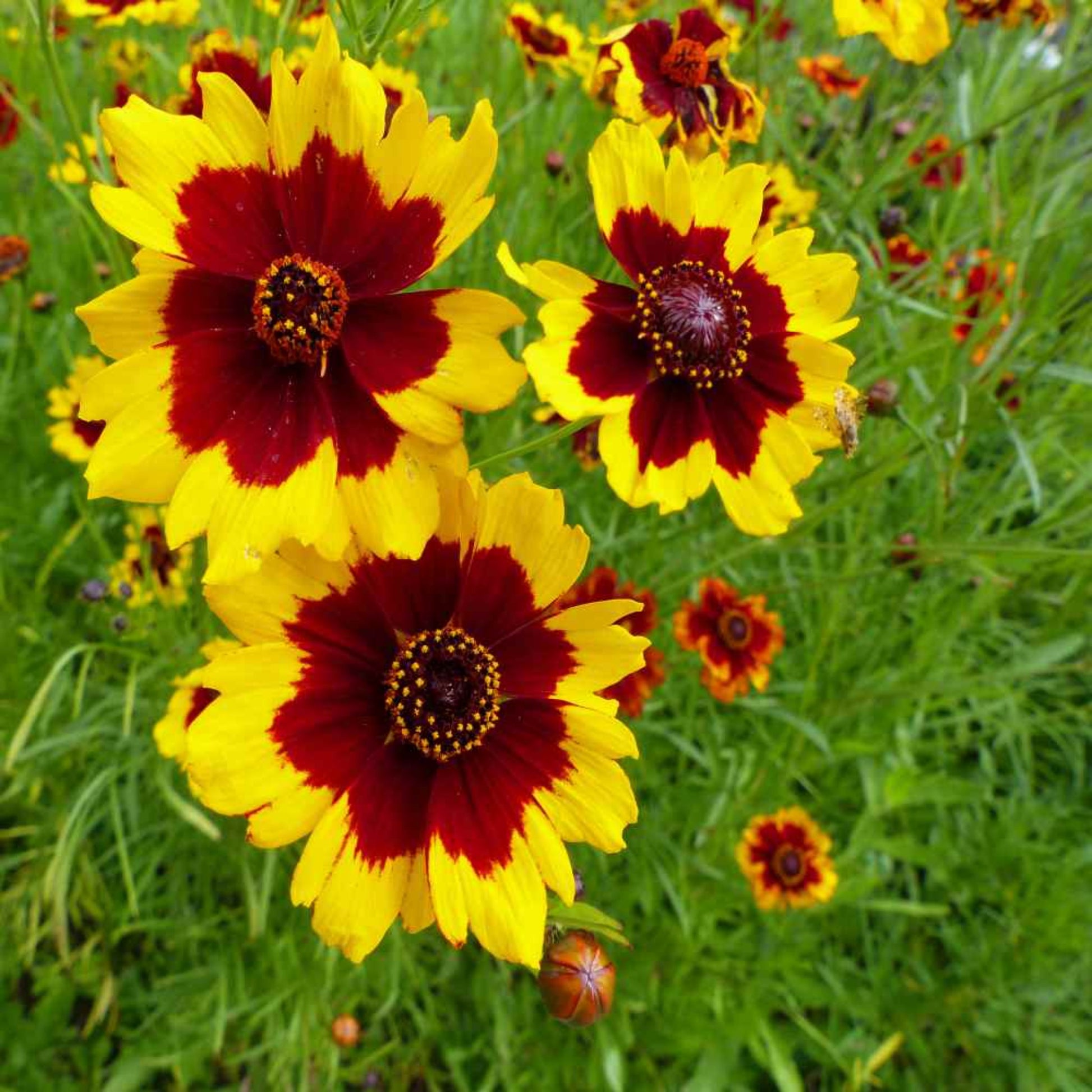 Close-up of Plains Coreopsis  Gros plan de Plains Coreopsis