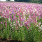 Plantation of Northern Lights Snapdragon Plantation de Northern Lights Snapdragon