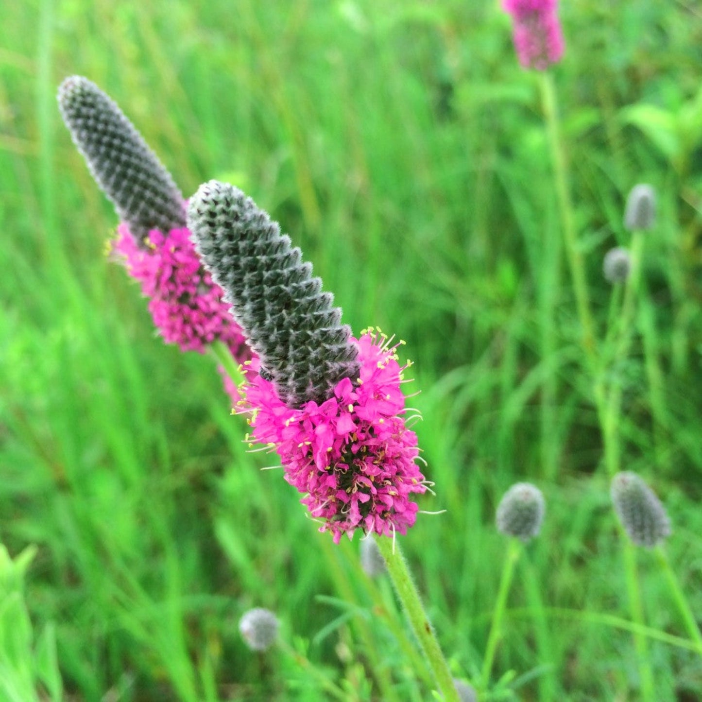 Close-up view of delicate Purple Prairie Clover blooms Vue rapprochée des délicates fleurs de trèfle violet des prairies