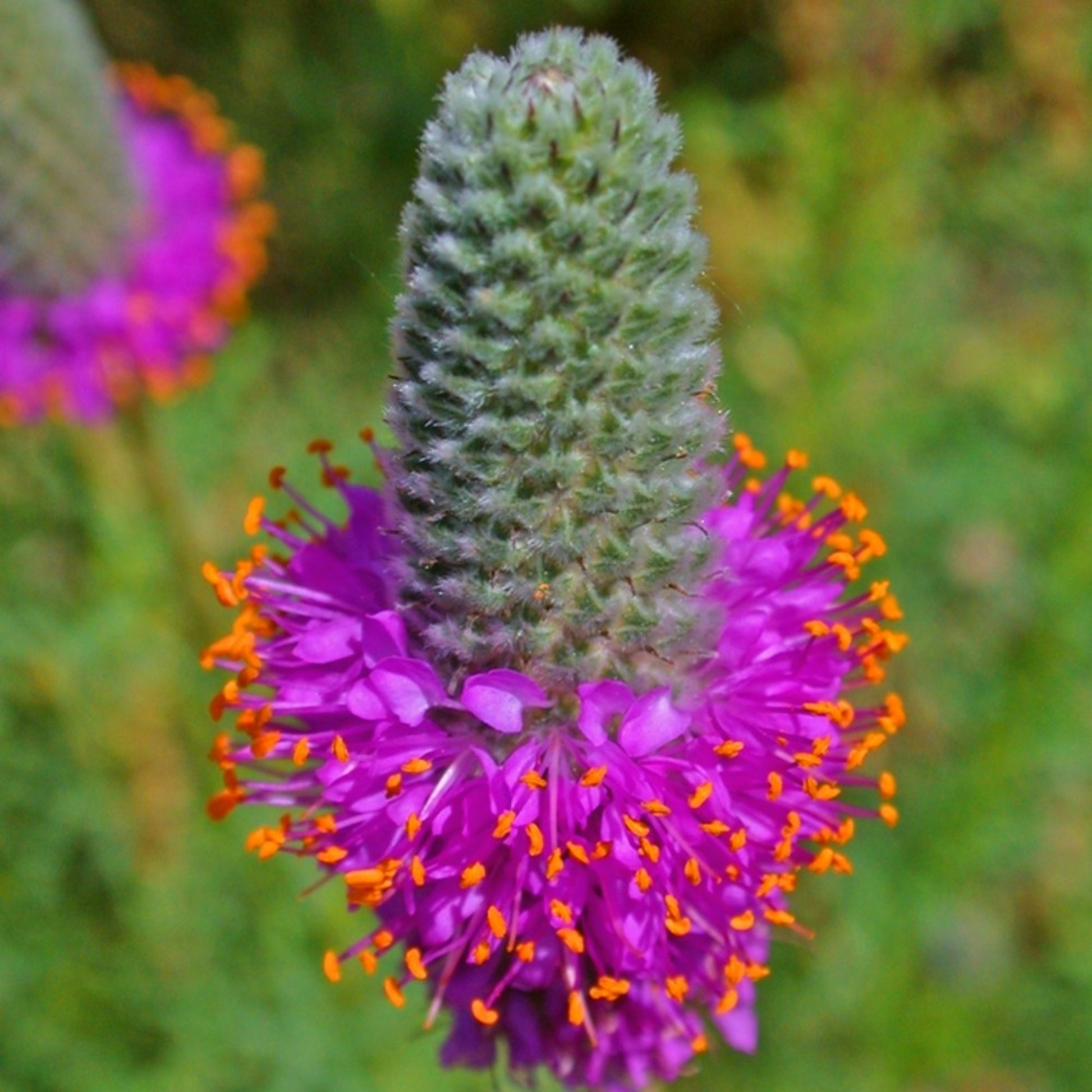 Scenic beauty of Purple Prairie Clover Flower Beauté pittoresque de la fleur de trèfle violet des prairies