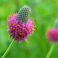 Close-up of Purple Prairie Clover Flowers in bloom Gros plan des fleurs de trèfle violet des prairies en fleurs