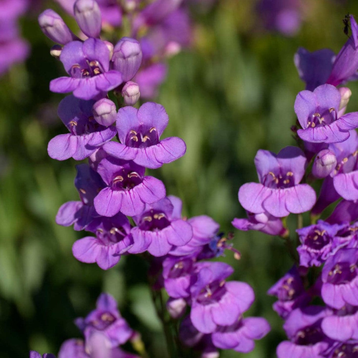 Stunning Rocky Mountain Penstemon Superbe Rocheuse Pensémon