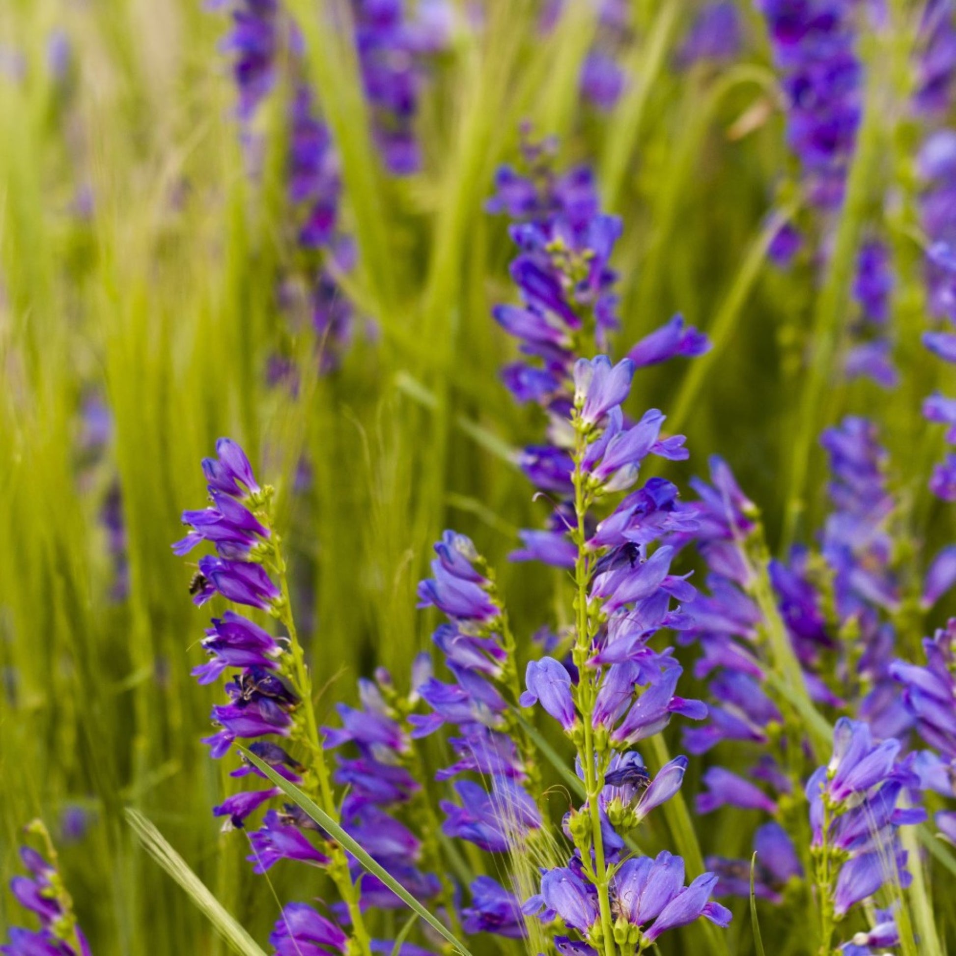 Indigo blooms attracting pollinators to the garden Les fleurs indigo attirent les pollinisateurs dans le jardin