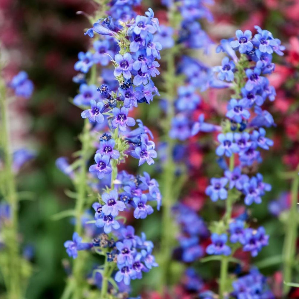 Rocky Mountain Penstemon: a garden beauty Rocheuses Pensémon: une beauté de jardin