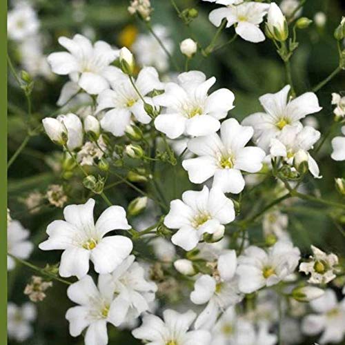 Annual Baby's Breath Flower Seeds